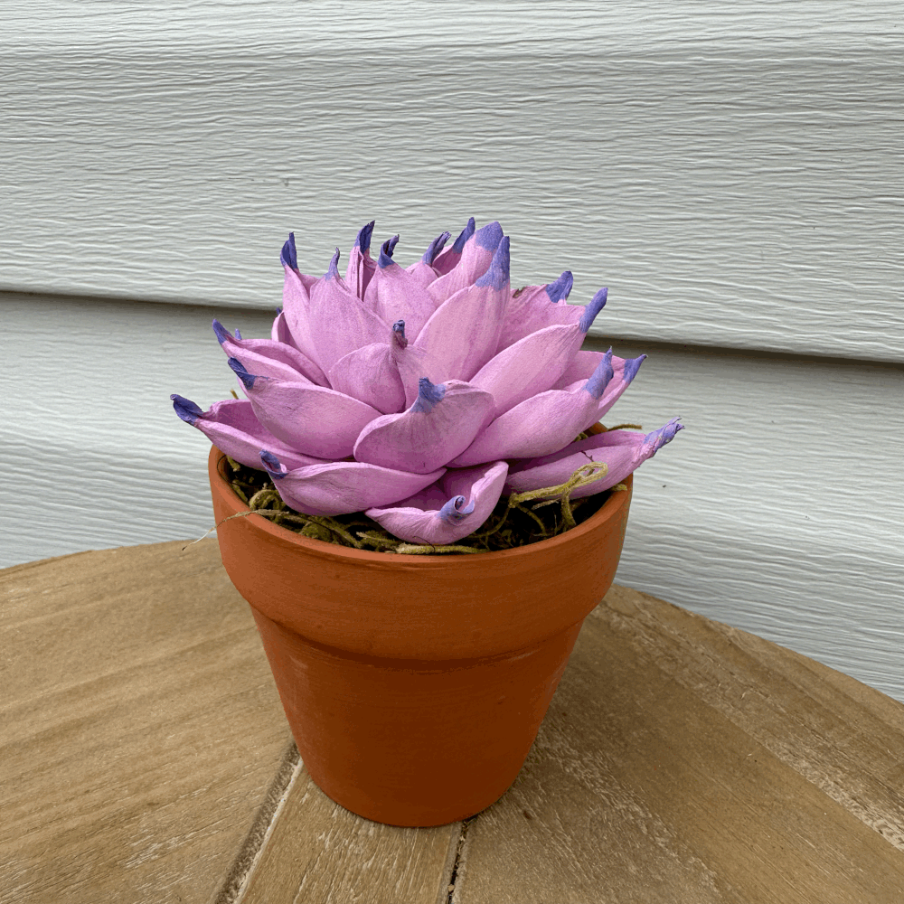 Potted Succulent  Flowers of Millwood