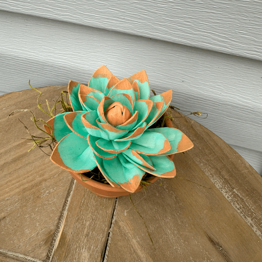 Potted Succulent  Flowers of Millwood