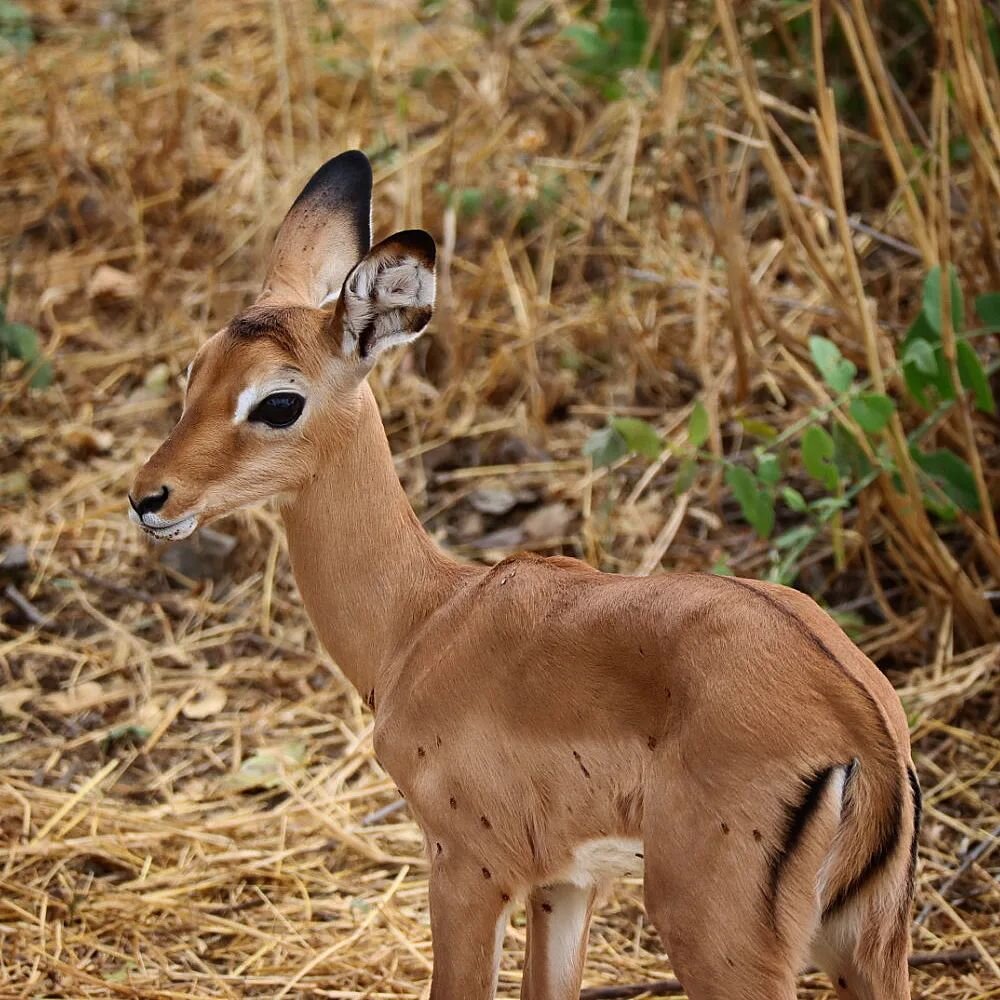 It's a good season for predators in the Serengeti right now since there are still a lot of young antelopes, gnus and zebras around which are more vulnerable and therefore easier to hunt. Watching this cute baby impala made us happy to see it save wit