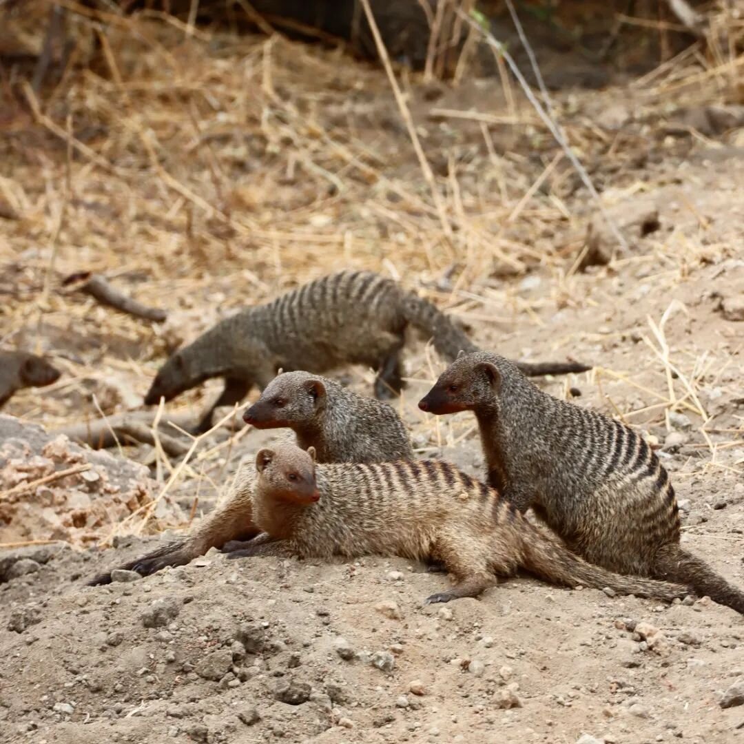 The banded mongoose: These social animals live from the Sahel to Southern Africa in mixed-sex groups of 5-40 individuals. They sleep together at night and watch out for each other. The groups don't have strict hierarchy and aggression is low. Unlike 