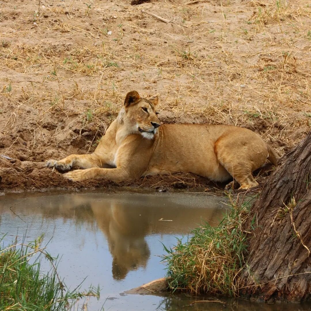 This lioness was resting next to the road with her brother and they both seemed to be quite unbothered by the attention they were attracting.
Lions spend most of their time resting and can regularly be inactive for around 20 hours per day. Especially