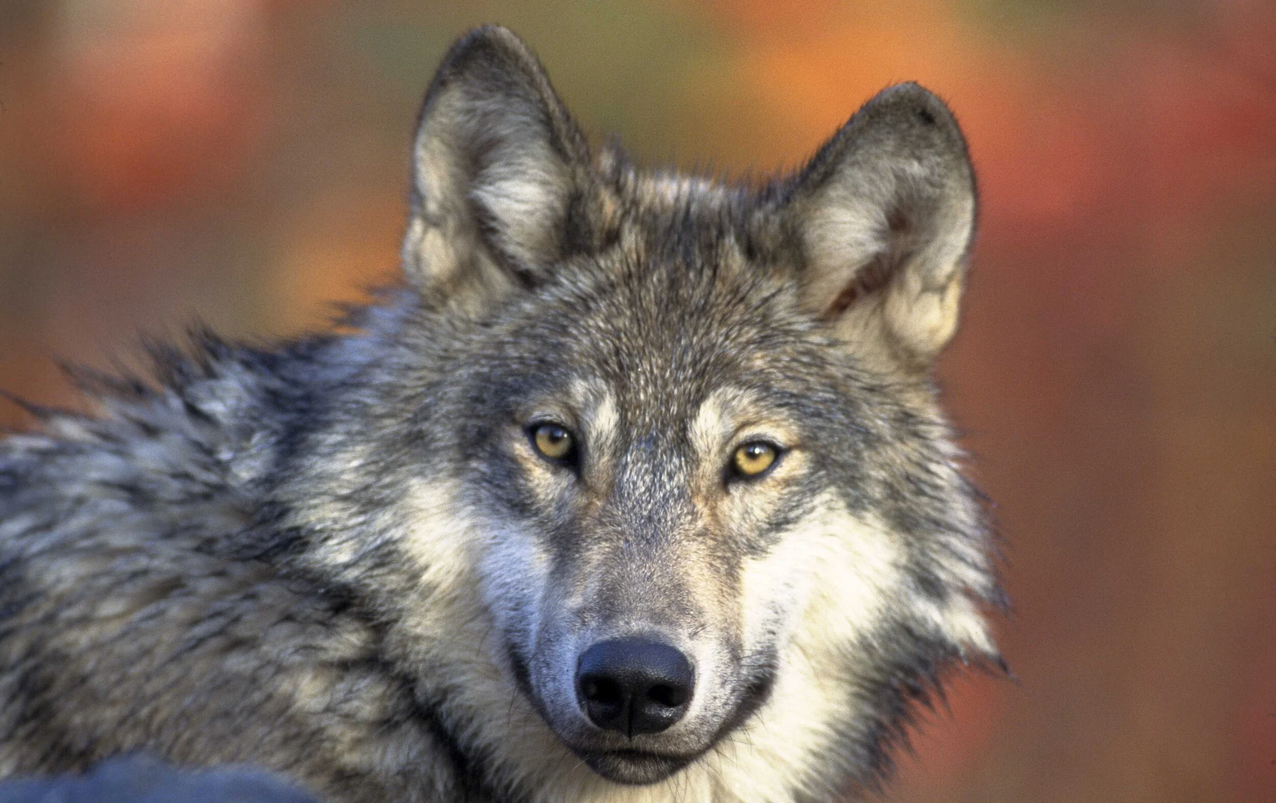 Der Wolf muss weg – wirklich?