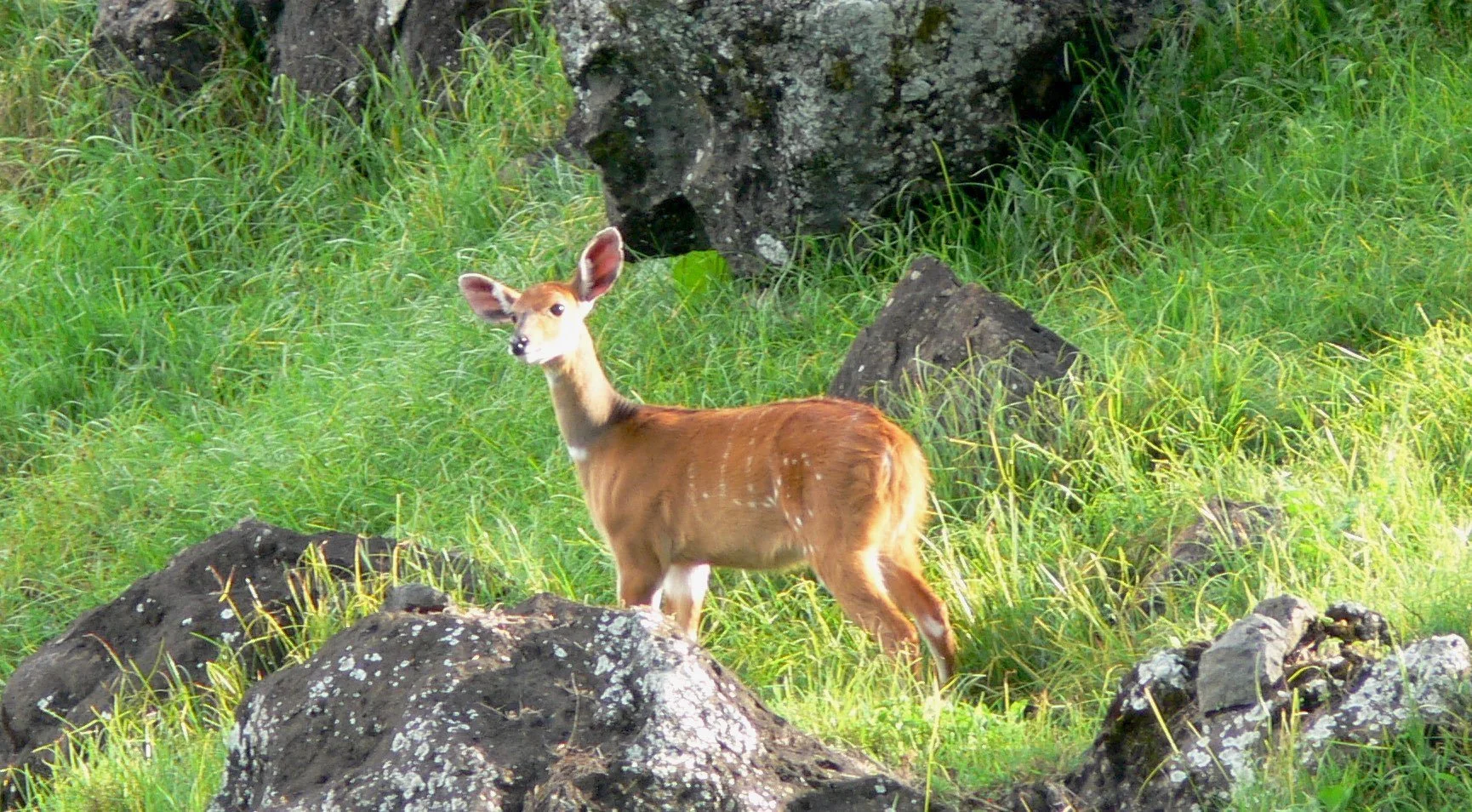 Wallis: Bushmeat aus Afrika beschlagnahmt