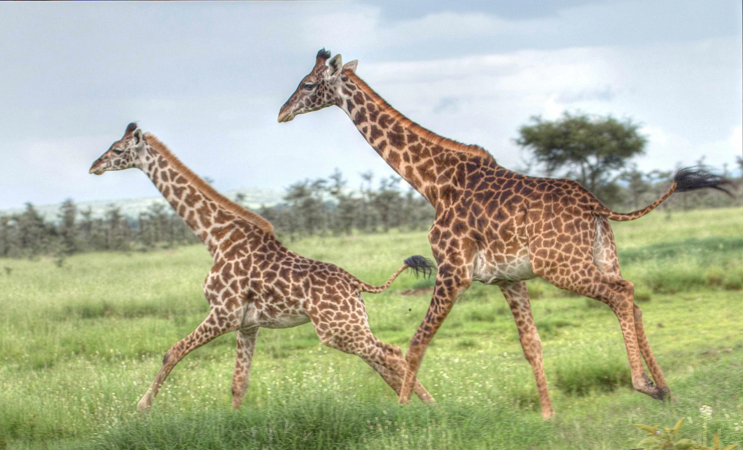 Giraffen: Die Hochbeinigen in Not
