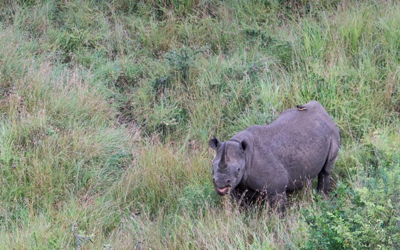 Rhinos: Heikle Luftreisen