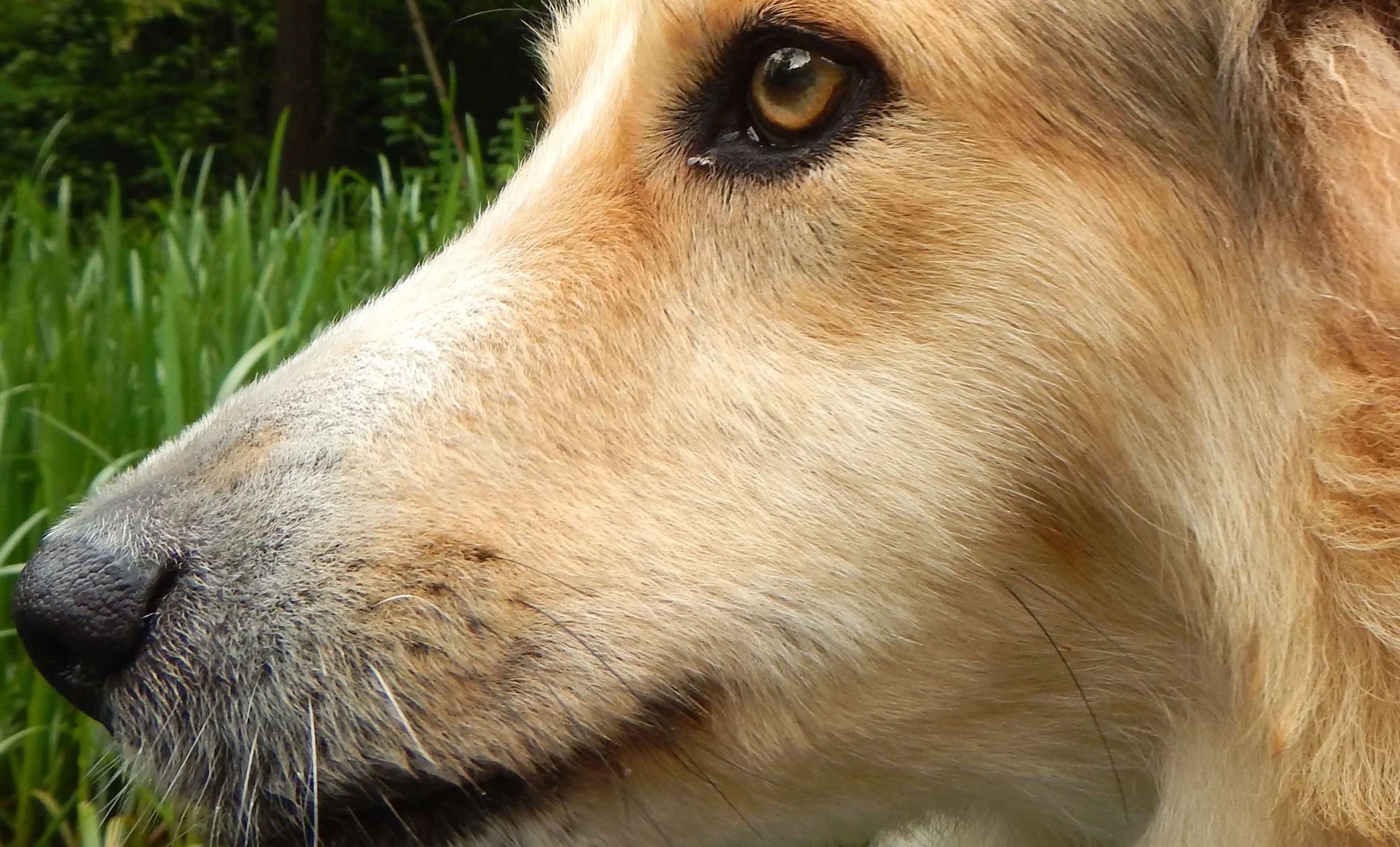 Südafrika: Spürhund «Lizzy» lässt Nashorn-Schmuggel auffliegen