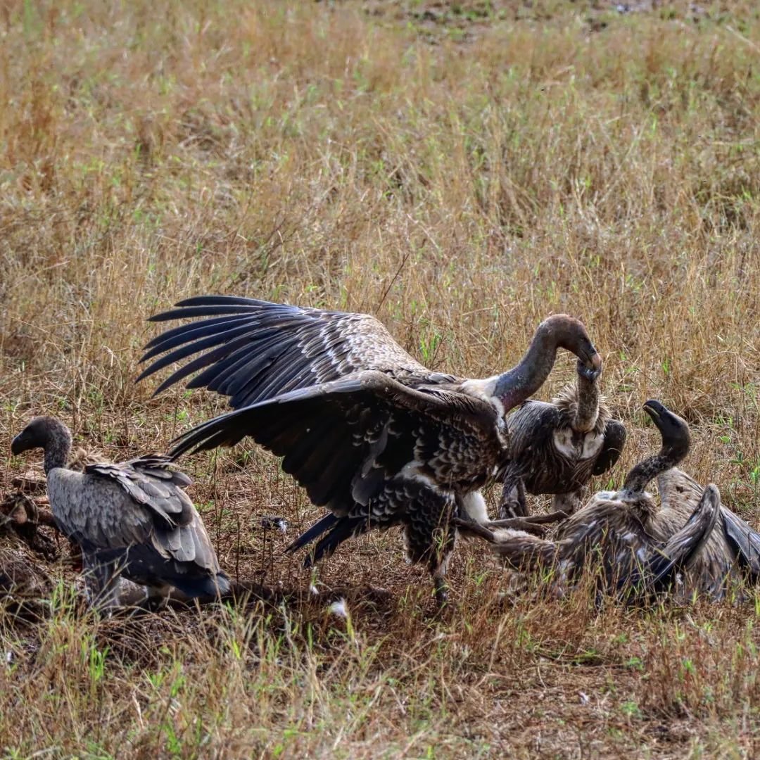 A lappet-faces vulture fights with a white-backed vulture next to a gnu carcass.

The former species is one of the most powerful of the African vultures and is able to tear through the tough hides and muscles of large animals that the others cannot p