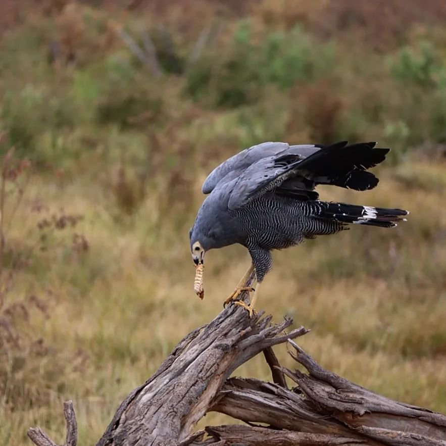 An African Harrier Hawk eating a larva found in a tree. Swipe to see the hard work that was needed for this meal😋
This hawk is omnivorous and it eats fruits as well as insects and small vertebrates. Using the wings and feet and even climbing while h