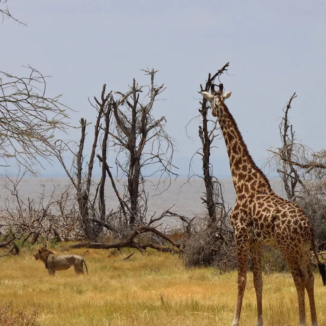 A fantastic sighting with a bachelor herd of giraffe males and a hungry pride of lions at the #lakemanyara

#serengeti #africa #tanzania #wildlife #giraffe #lionpride #savannah #naturereserve #nationalpark #safari #freundederserengetischweiz #fss