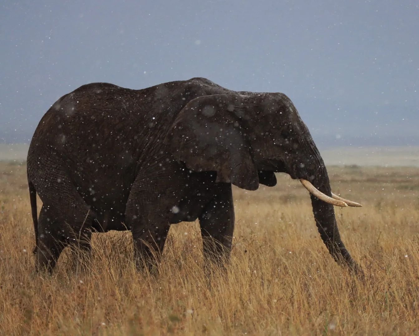 Elephant in the rain.

#elephant #elephantphotography #elephantsofinstagram #wildlifephotography #wildlifeconservation #endangeredspecies #rain #savannah #serengeti #tanzania #freundederserengetischweiz