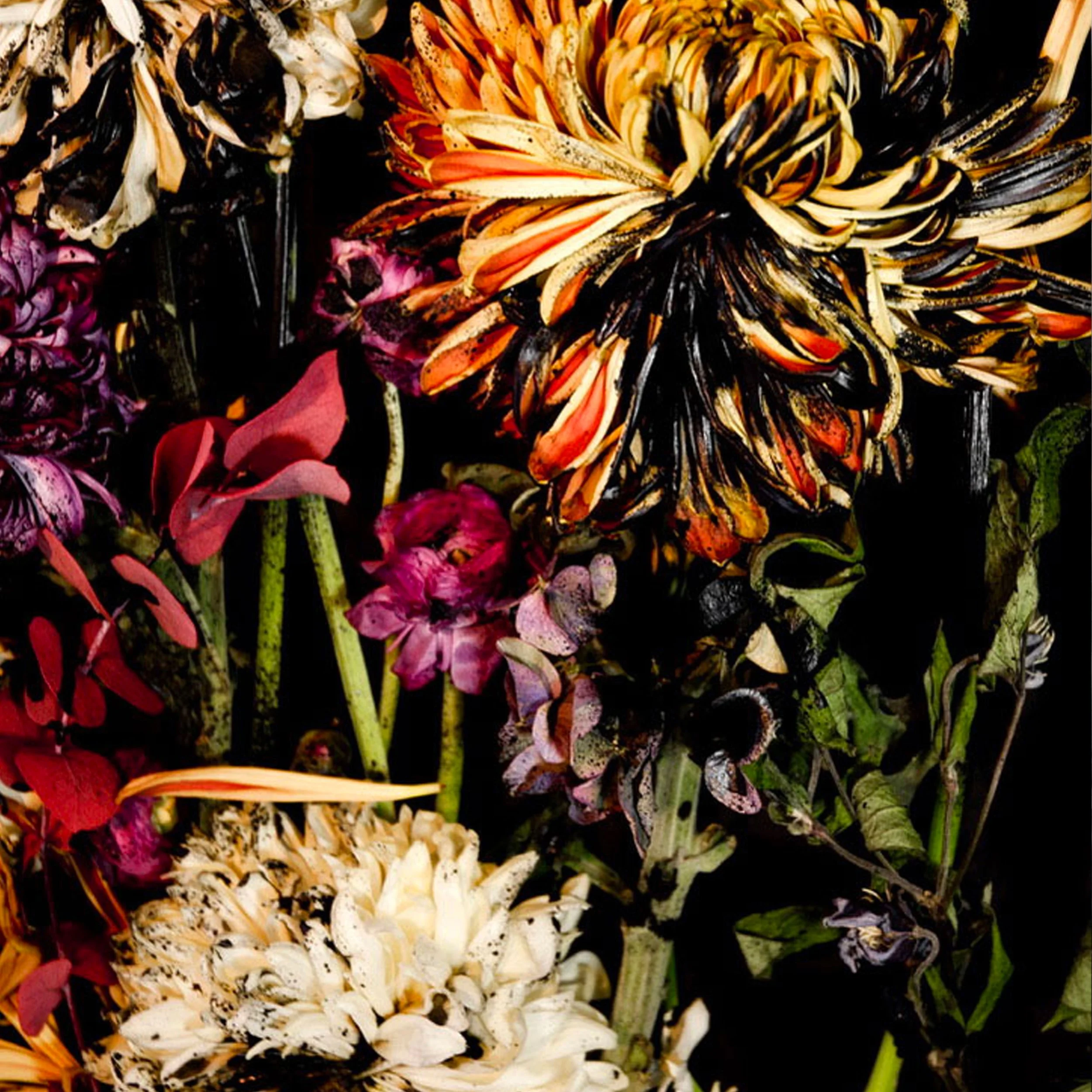 Dead_flower_print.jpg