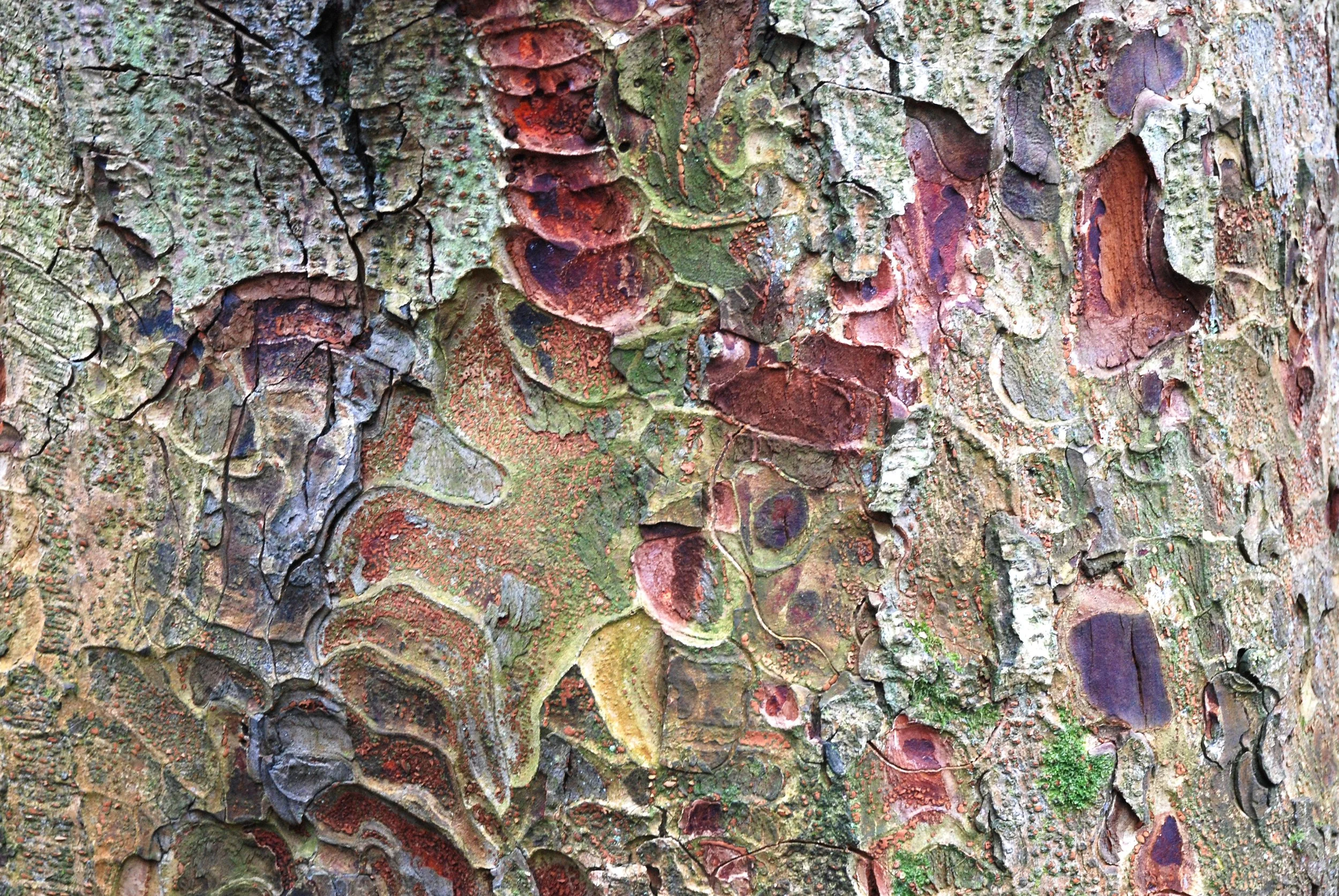 Indian Chestnut