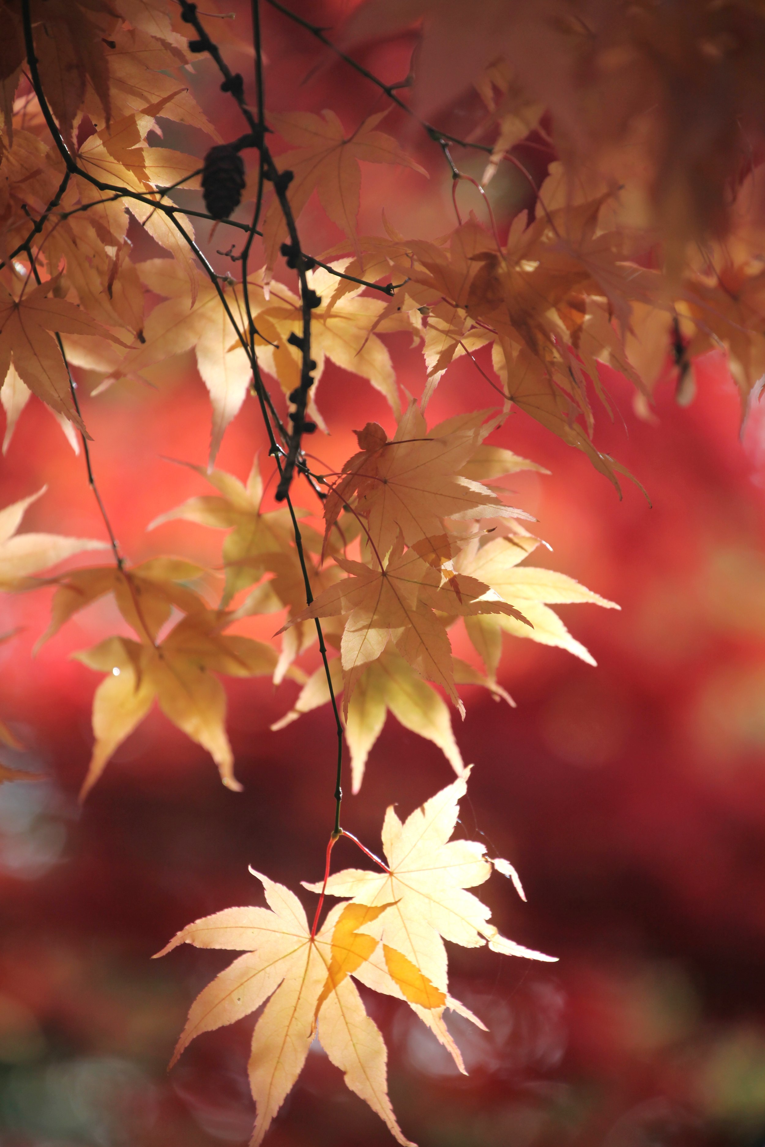 Autumn Acer