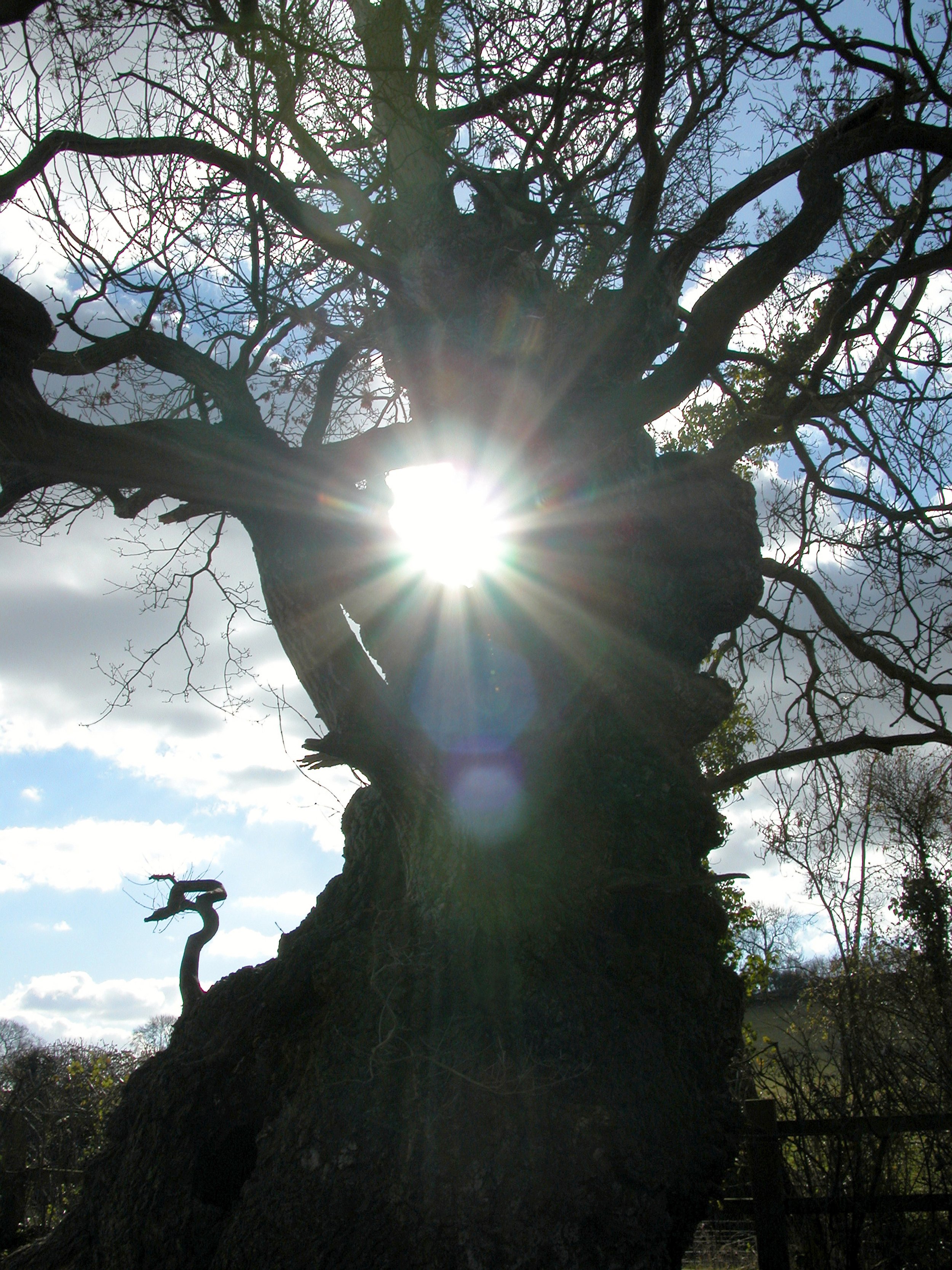 Magog, Druid Oak