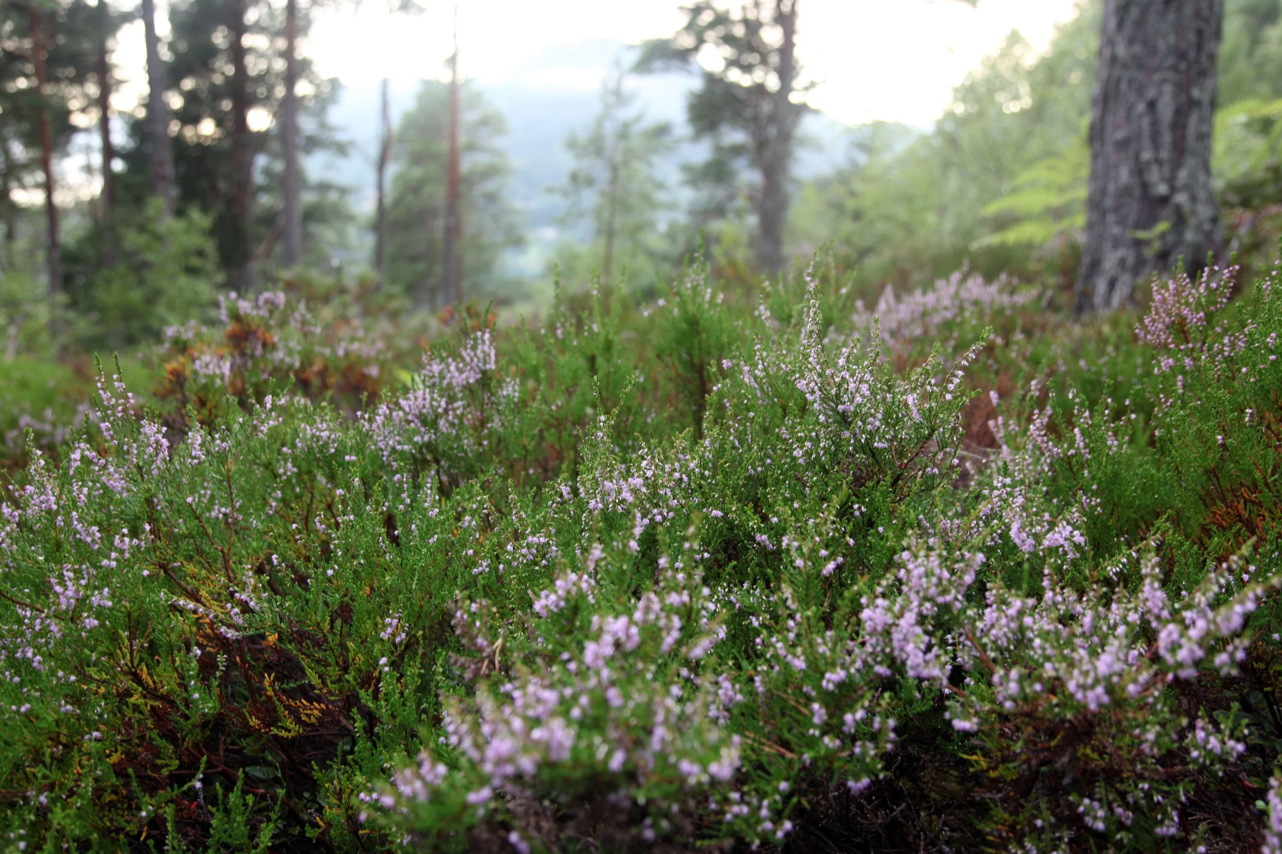 Nordic Heather