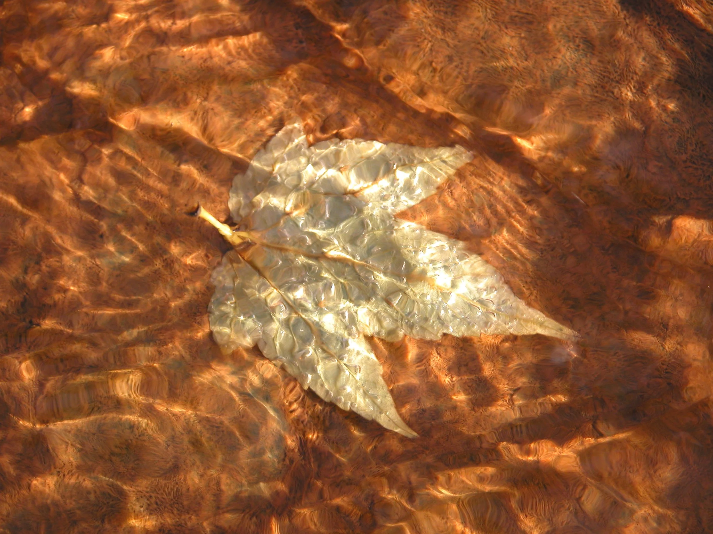 Leaf, Light & Water