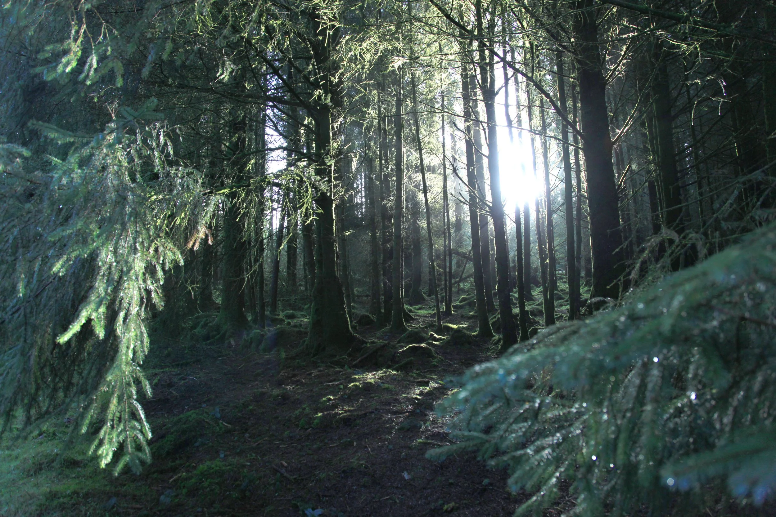Fernworthy Forest II