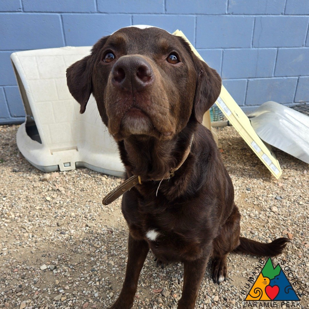 Hello there, I'm Gent! I'm a 5.5-year-old chap who's got a lot of love to give. I'm sweet, friendly, and smart, too. I've got this thing for treats, you see. Just a whiff of a biscuit, and I'm all yours. I'm also quite the cuddle bug. There's nothing
