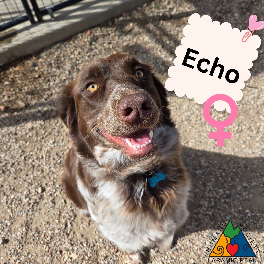 Meet Echo, a 1-year-old dog with a heart full of love and a spirit brimming with joy. Her sweetness is as abundant as her intelligence, making her a delightful companion. Echo's friendly nature is infectious, and her loyalty, unwavering. This Austral