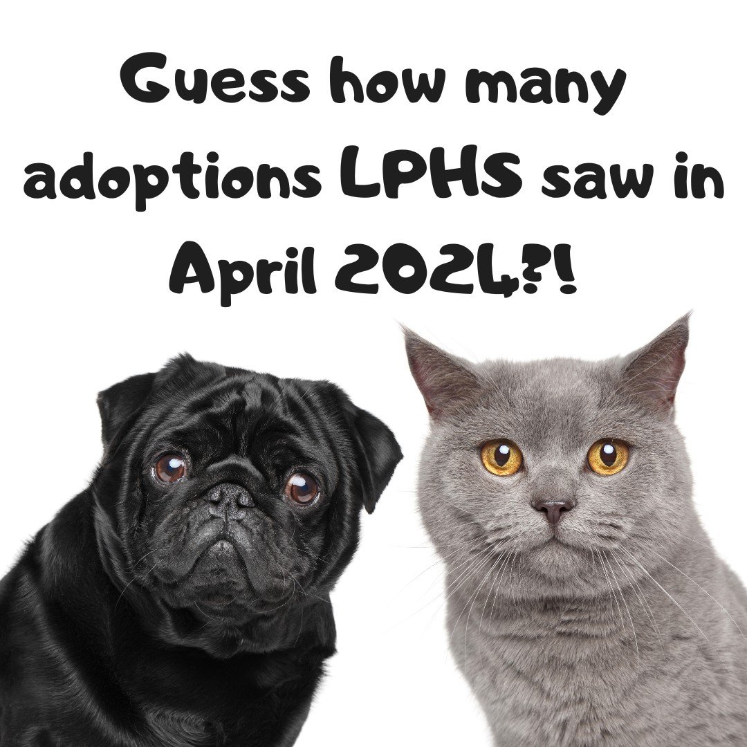 We want to hear your guesses! 🙉
How many adoptions do you think we will have by the end of April?
We'll give you a little hint, so far, we are just shy of last month's numbers.
But a lot can happen in 2 days 🐕🐈 So come adopt your new best friend a