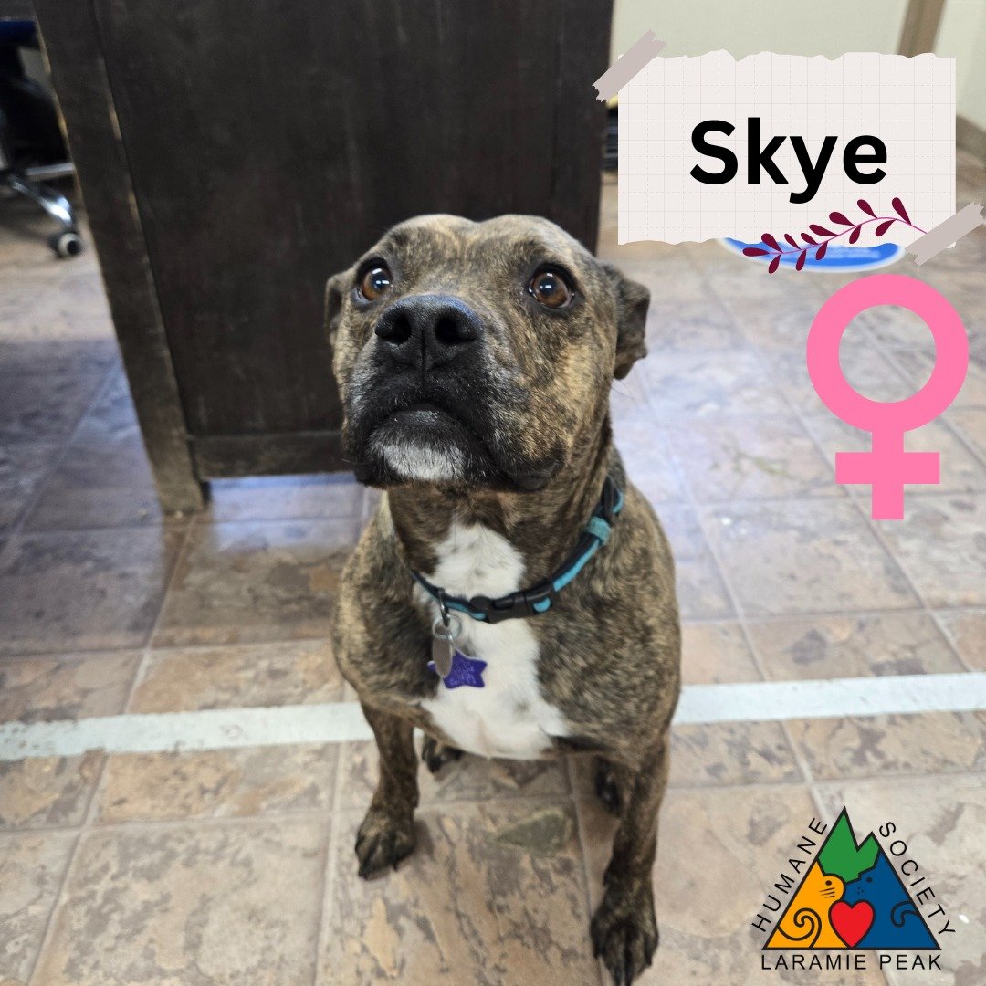 Hello there, I'm Skye 🎆 a sweet and mellow girl of 6 years. I might be a bit shy at first, but give me a little time and I'll be your best friend. I love cuddles and I'm very friendly once I get to know you. I'm not the type to jump around all day, 