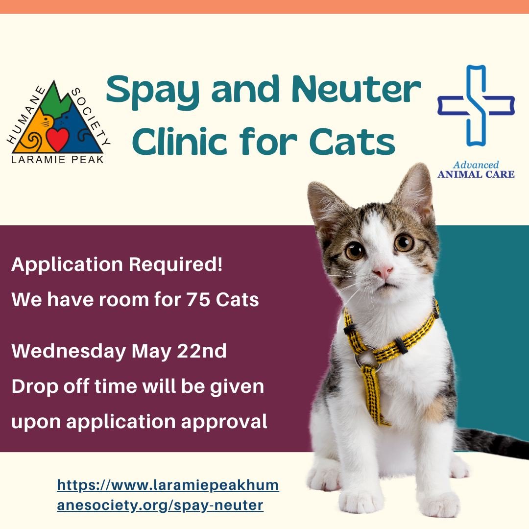 Make sure you check out this live we did on our Facebook Page for our spay and neuter clinic! 
https://fb.watch/s3ibRHrEIM/
We would love to get your cats in to be fixed! Find more information at this link below ⬇
https://www.laramiepeakhumanesociety
