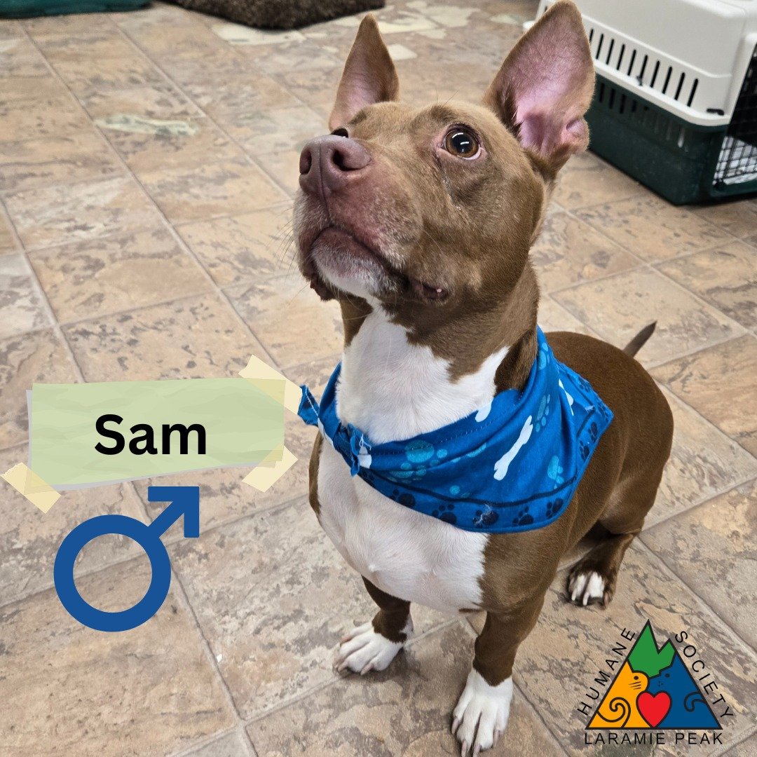 Hi there, I'm Sam! I've spent 6.5 wonderful years learning to be the best friend a human could ask for. I'm a sweet, friendly guy who loves to play and cuddle. I'm also loyal, so you can count on me to always be by your side. Kids, cats, dogs - I lov