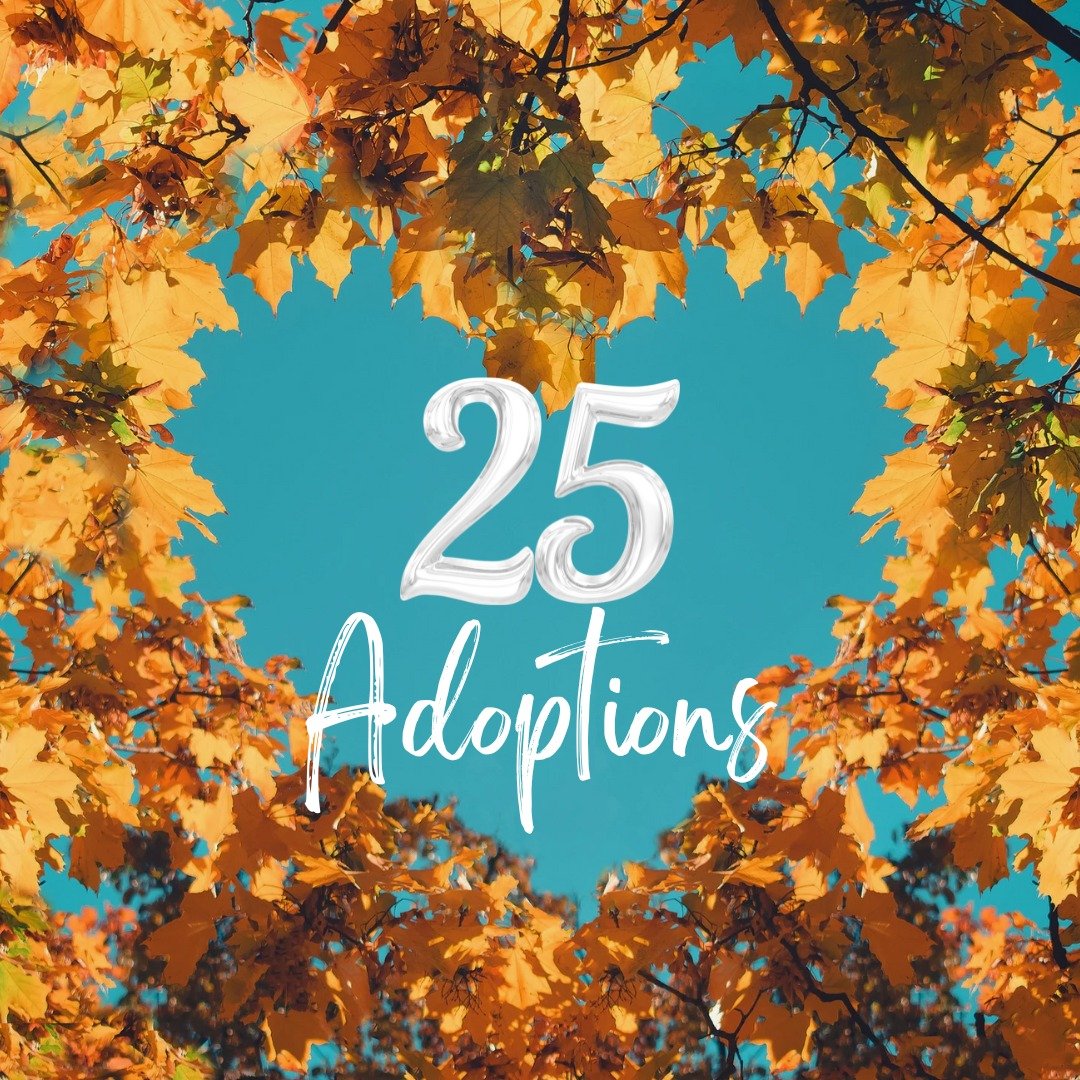 We saw 2️⃣5️⃣ adoptions in November! 19 cats and 6 dogs have found their forever homes 💖 While that number is a bit on the lower side for us, our November has been jampacked with activities, like planning Paws and Pearls!
If you would like to attend