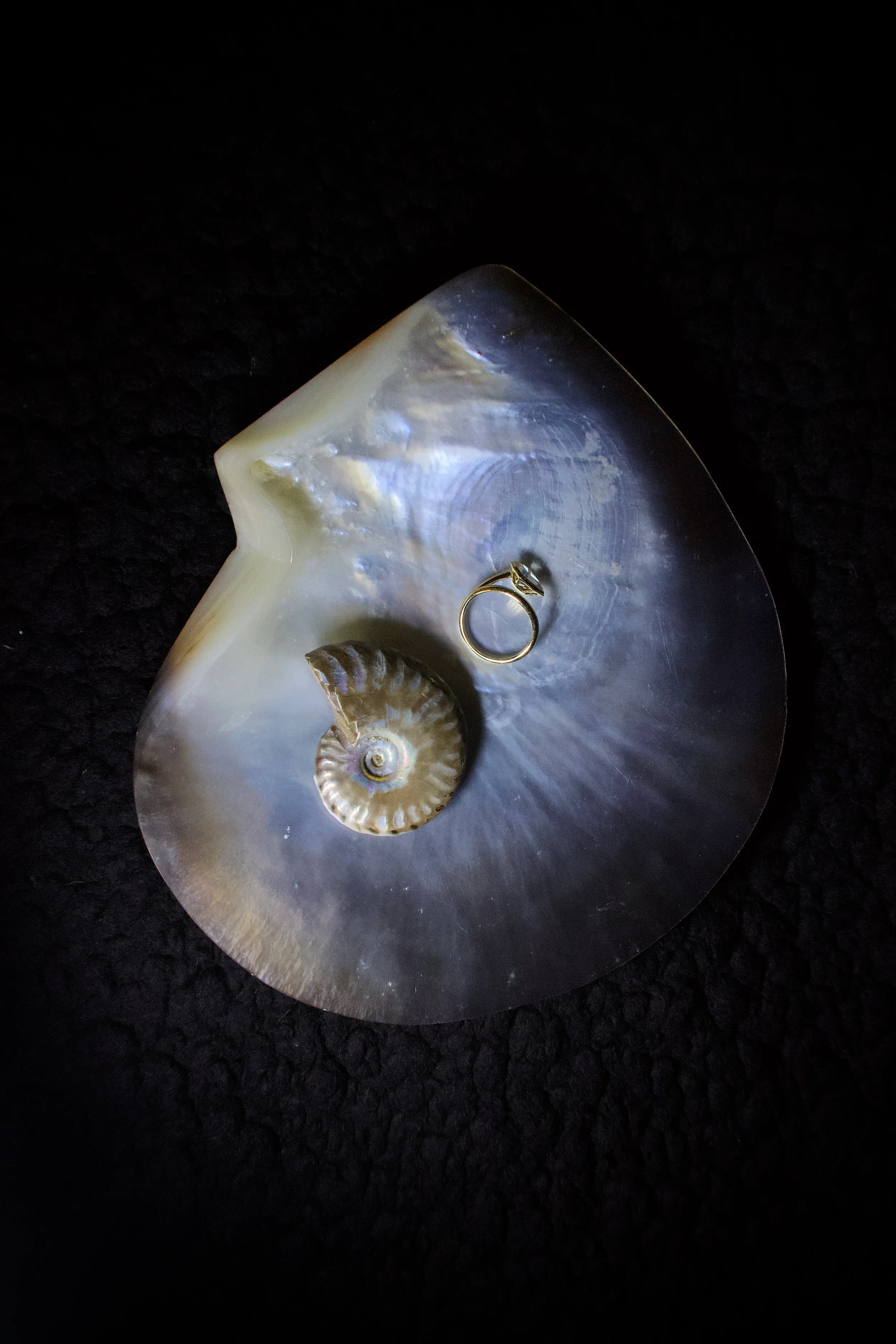 A close-up photo of a spiral seashell with a diamond engagement ring placed on top, all resting on a large iridescent shell fragment against a black background.