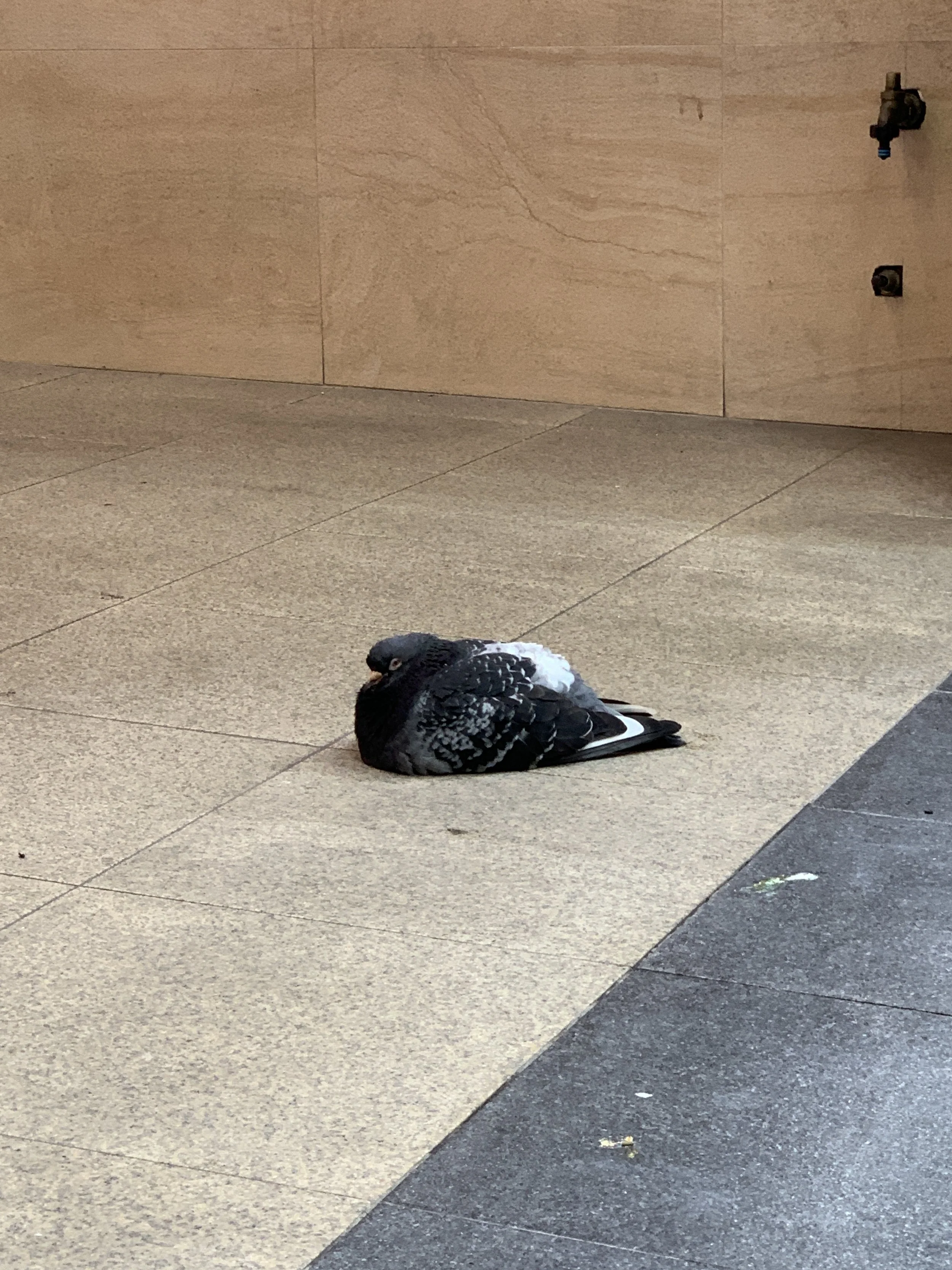 I'll send you pics of the pigeons I saw this week