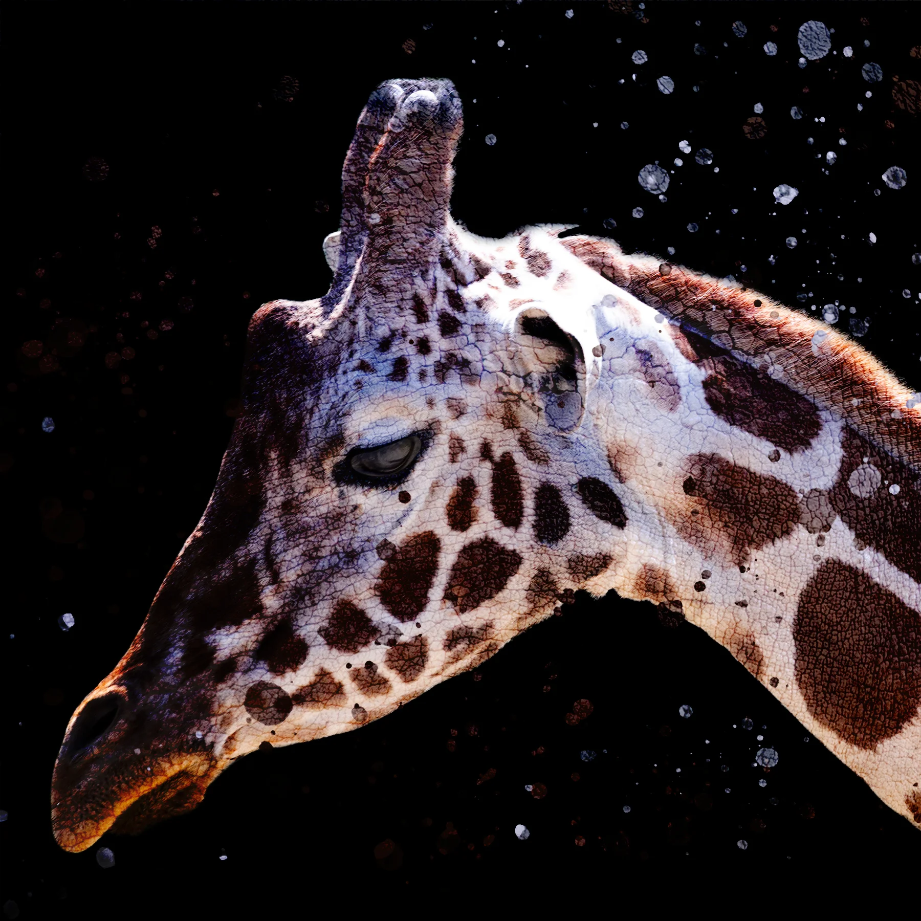  Giraffe No 17, 2019  Excerpt from  Tough Skin   16 x 16 inches  Archival inkjet print    