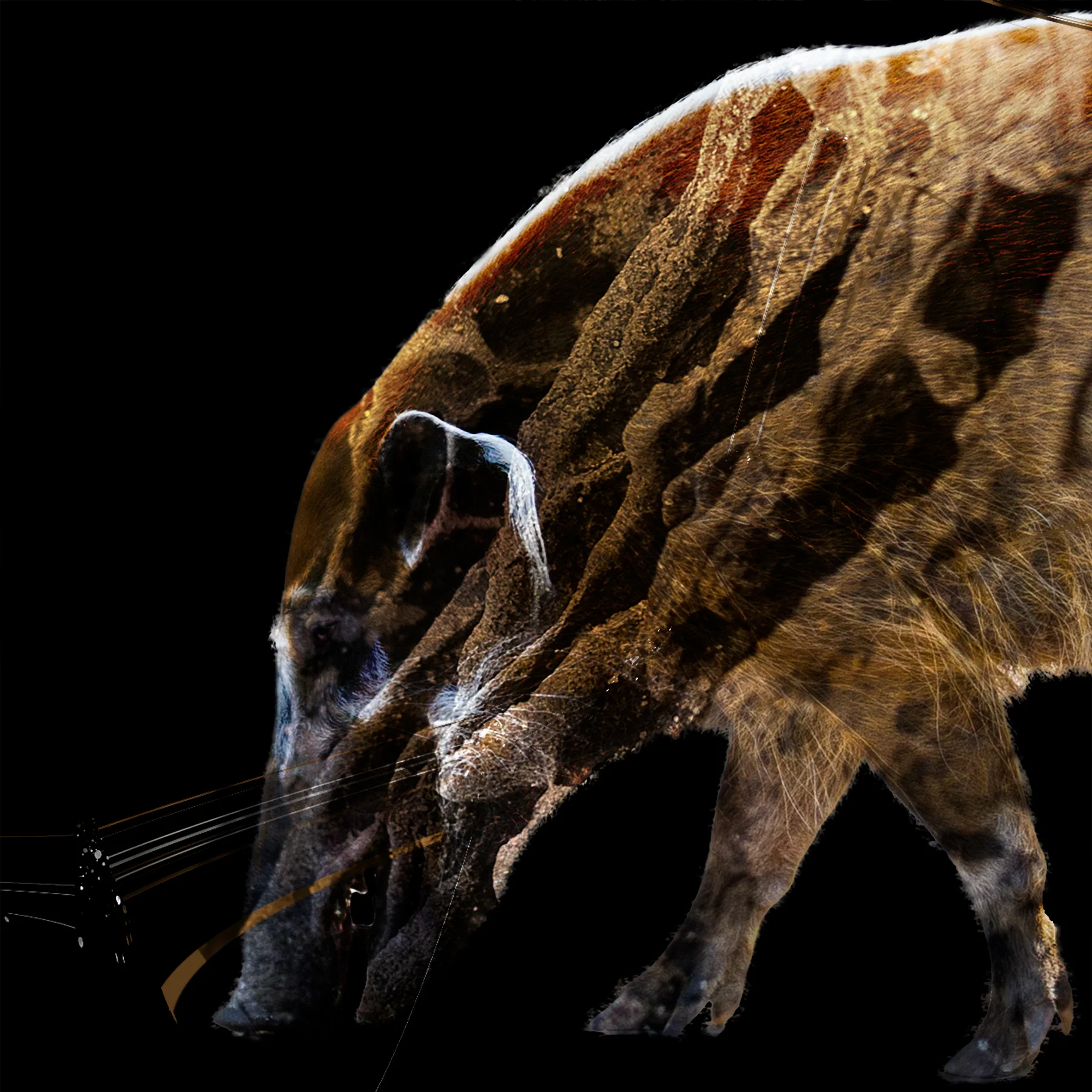  Boar No 18, 2019  Excerpt from  Tough Skin   16 x 16 inches  Archival inkjet print    