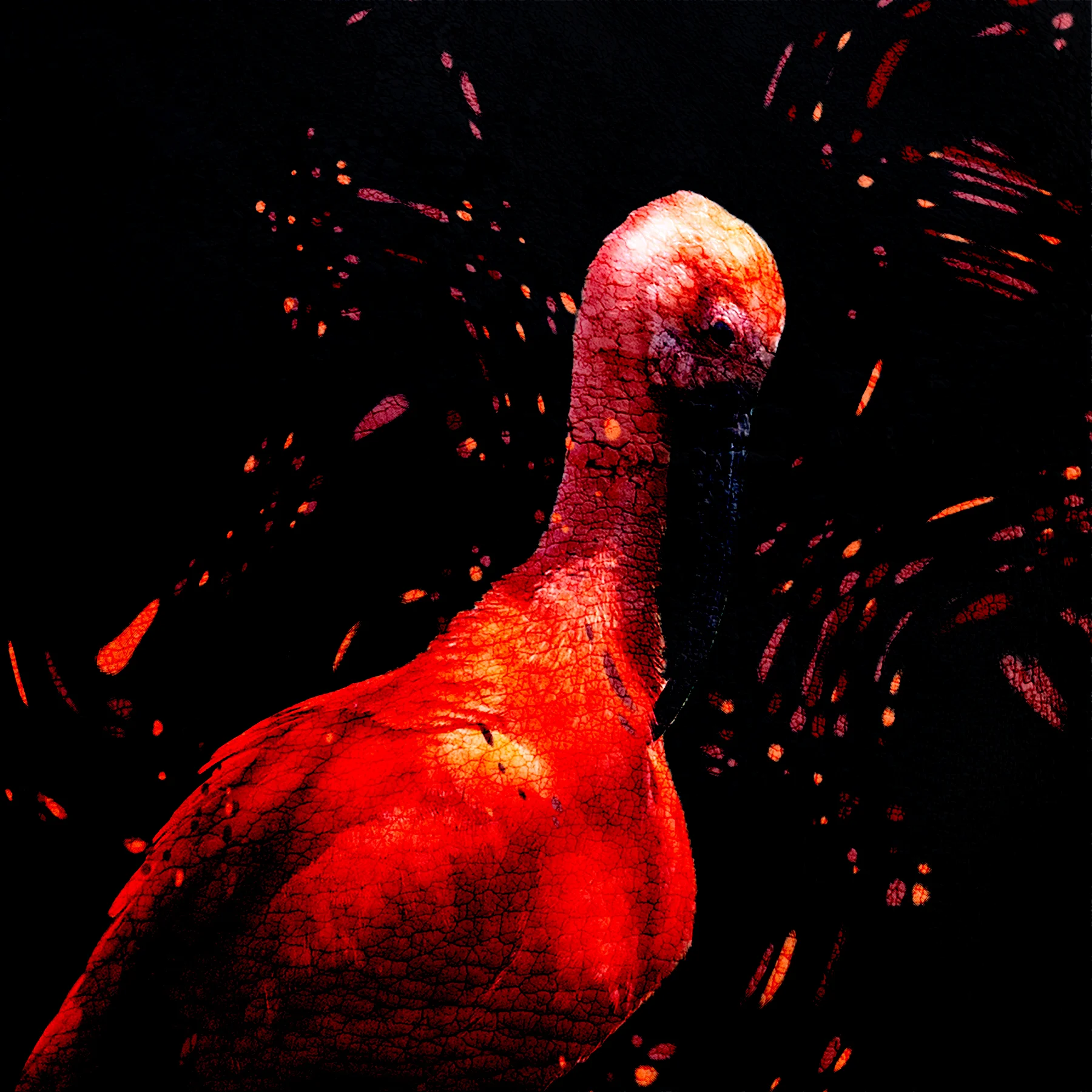  Red Bird No 16, 2019  Excerpt from  Tough Skin   16 x 16 inches  Archival inkjet print    