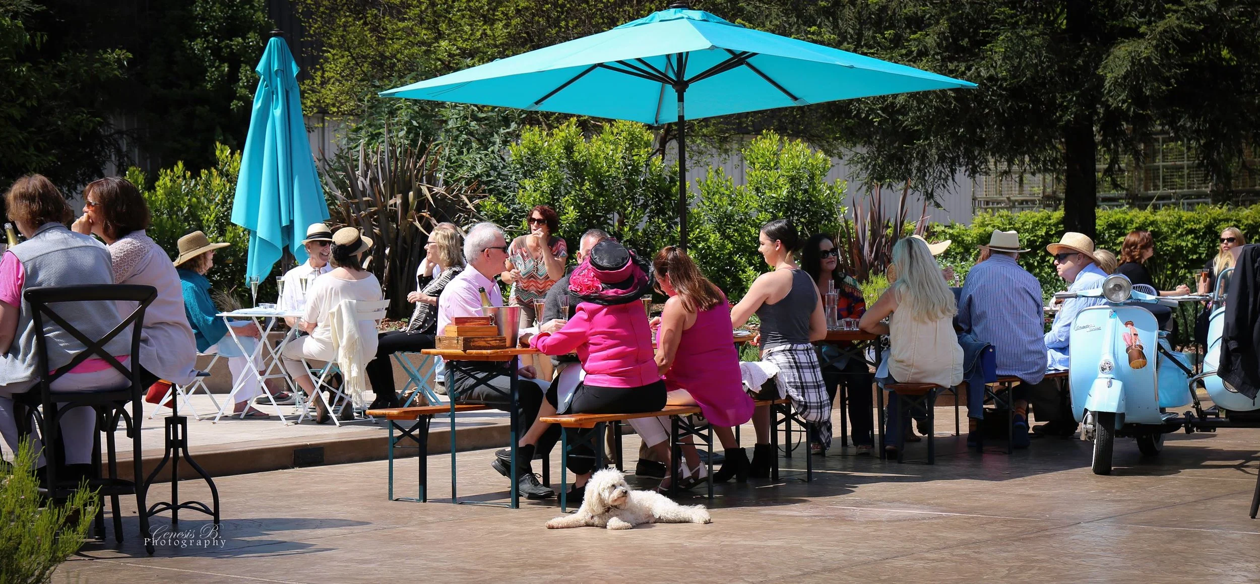 People sitting and socializing outdoors under blue umbrellas, with greenery in the background, some wearing hats, and a white dog lying on the ground in the foreground.