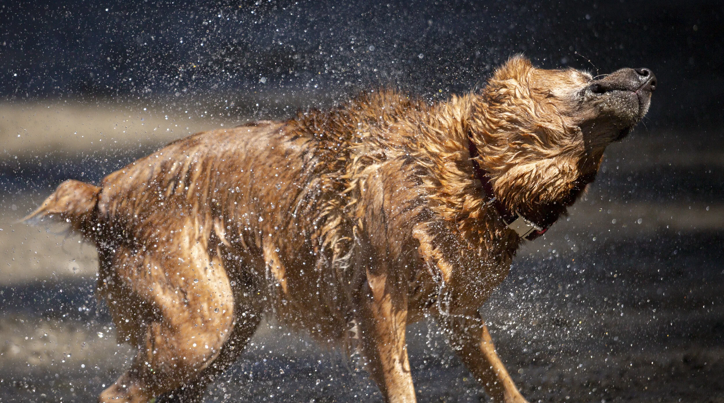 A wet brown dog shaking off water, outdoors, with water droplets flying around.