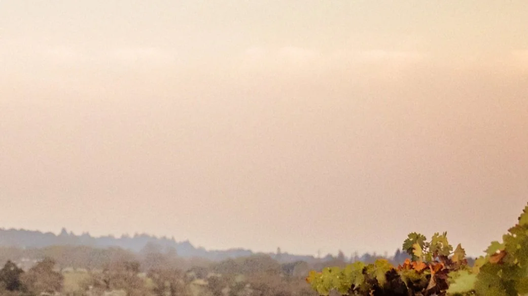 A landscape view of a sky with some clouds, distant mountains, and a foreground of grapevines.