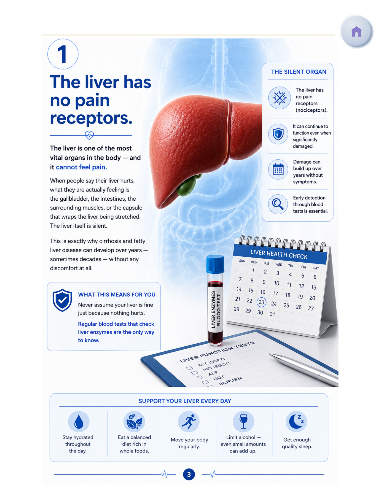 Liver.png