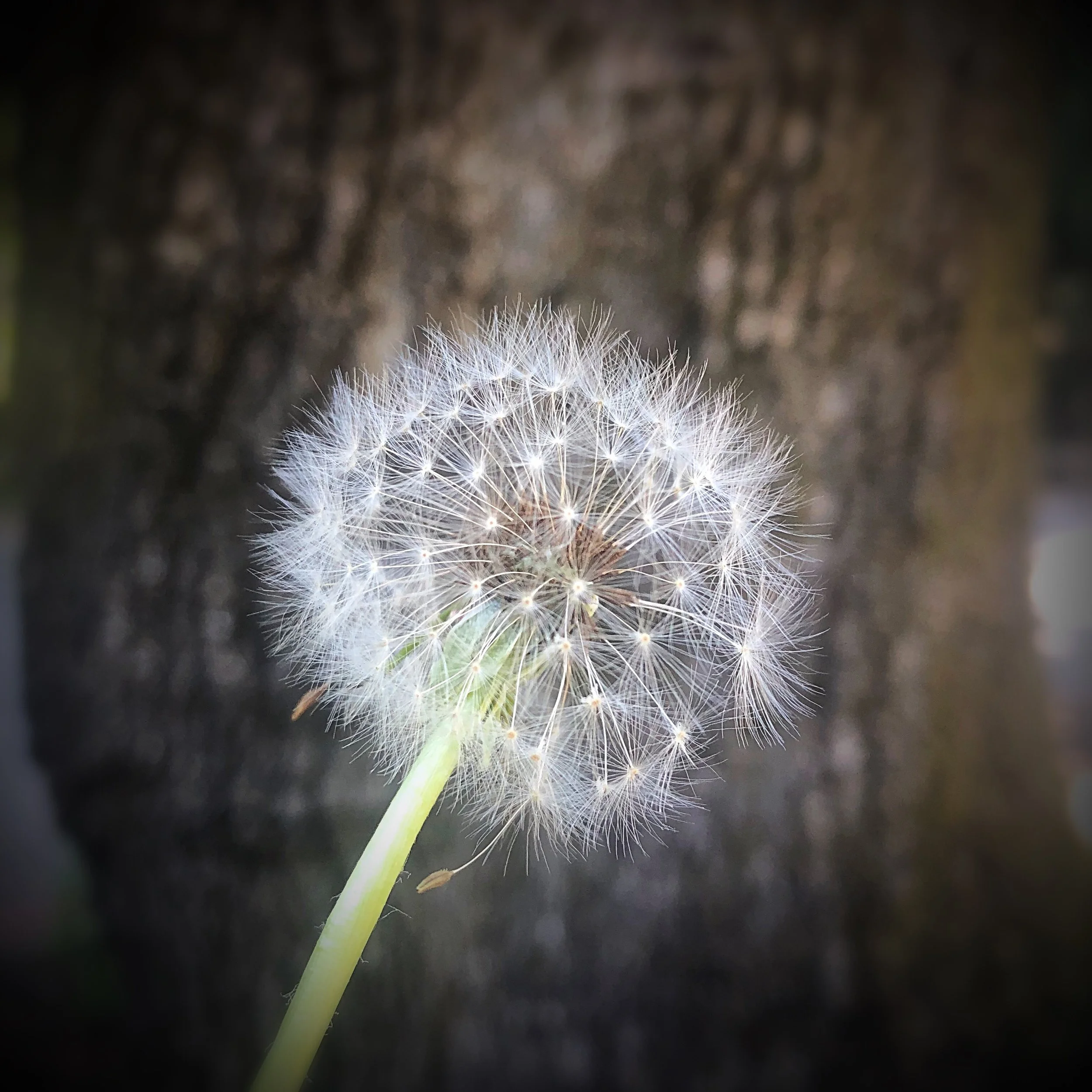 A close up image of a dandelion