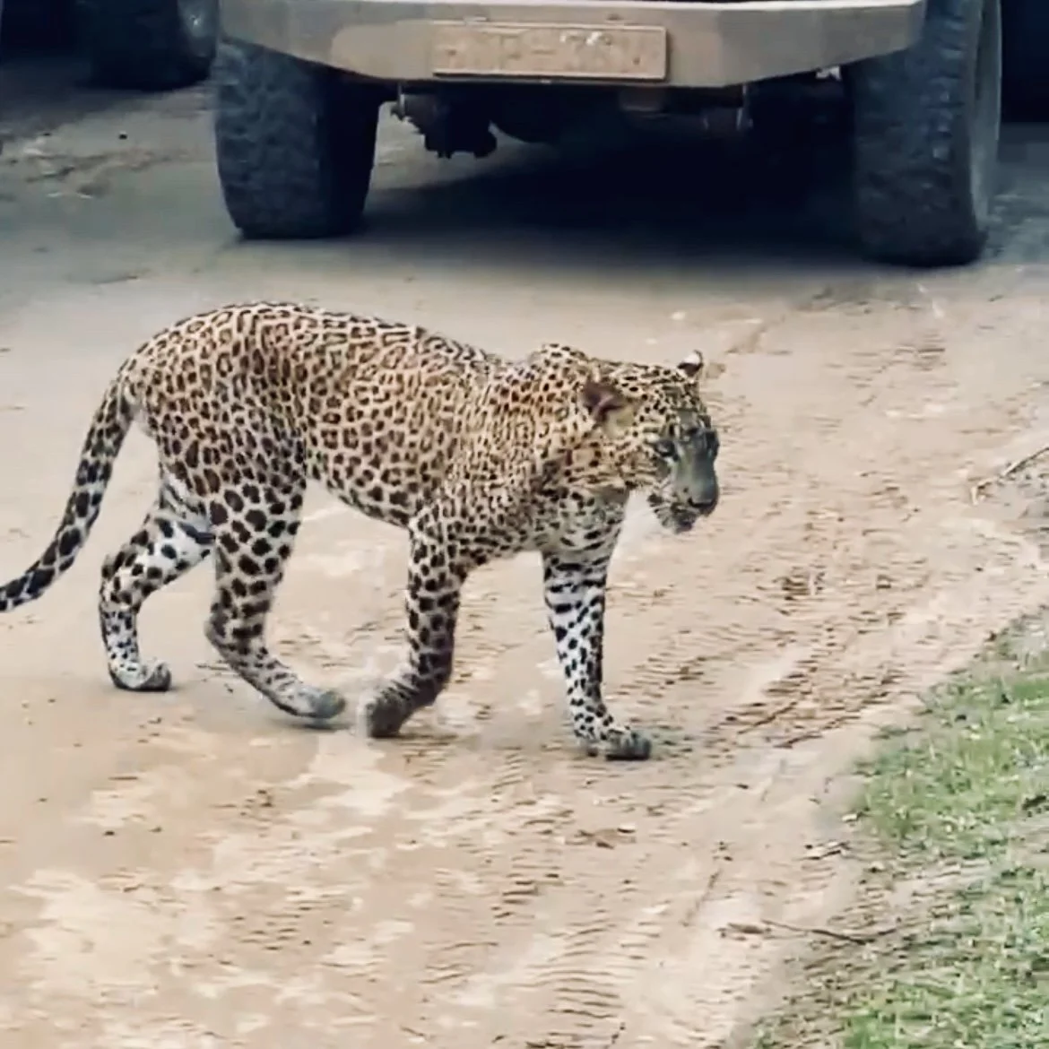 leopard yala.jpg