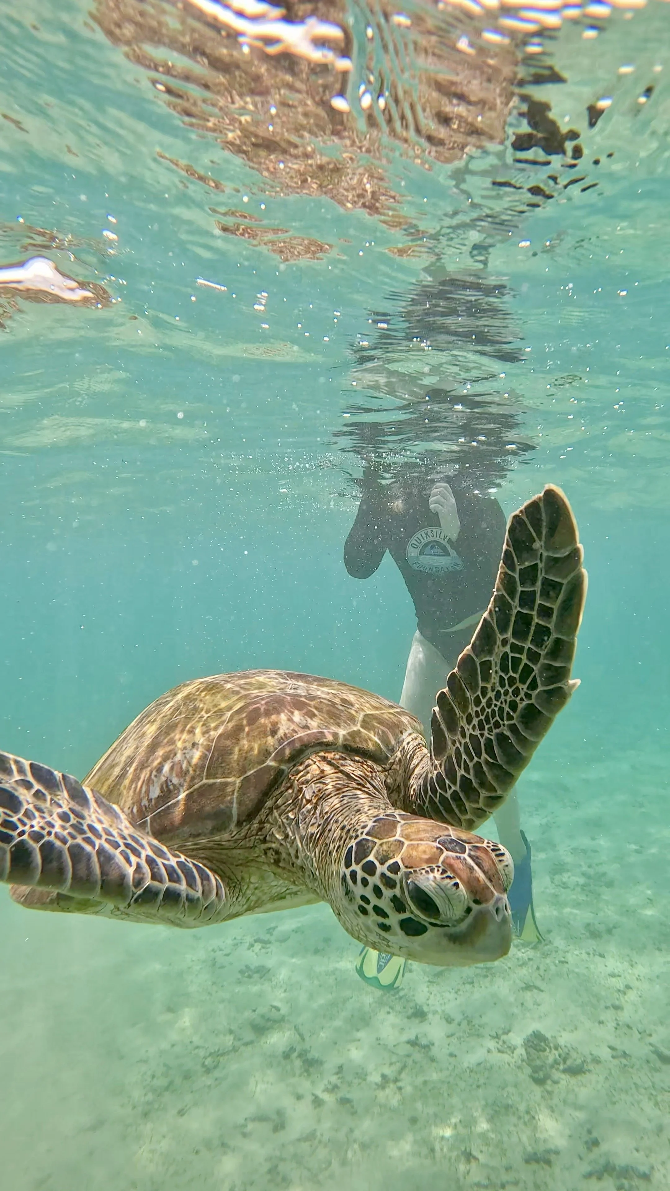 turtle snorkeling customer.jpg