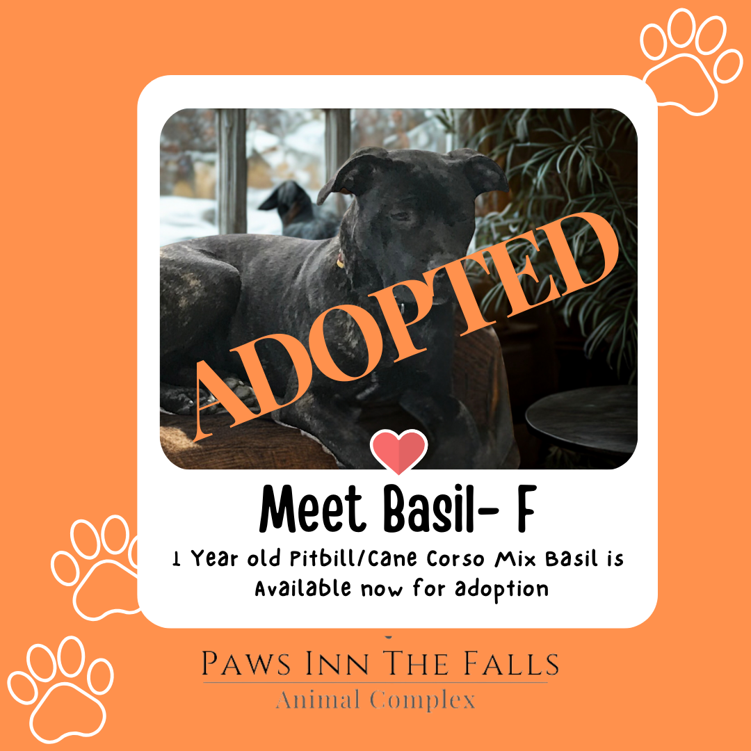 Basil Adopted.png