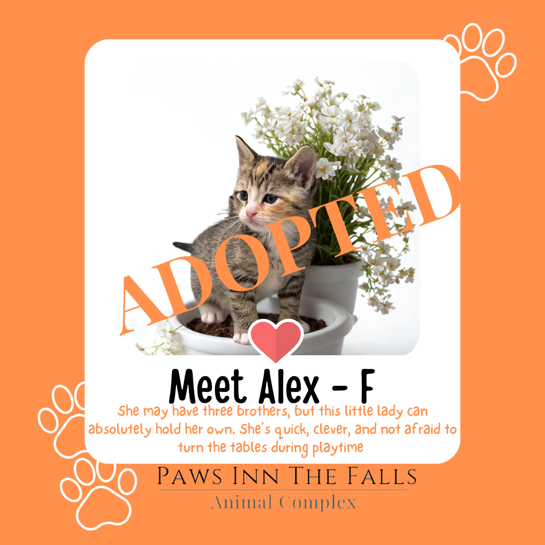 alex f adopted.png