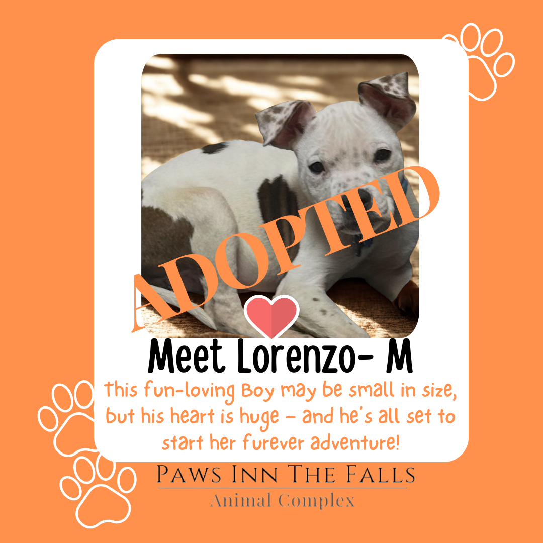 Lorenzo Adopted.png