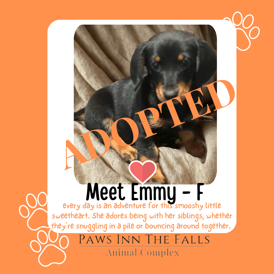 Emmie adopted.png