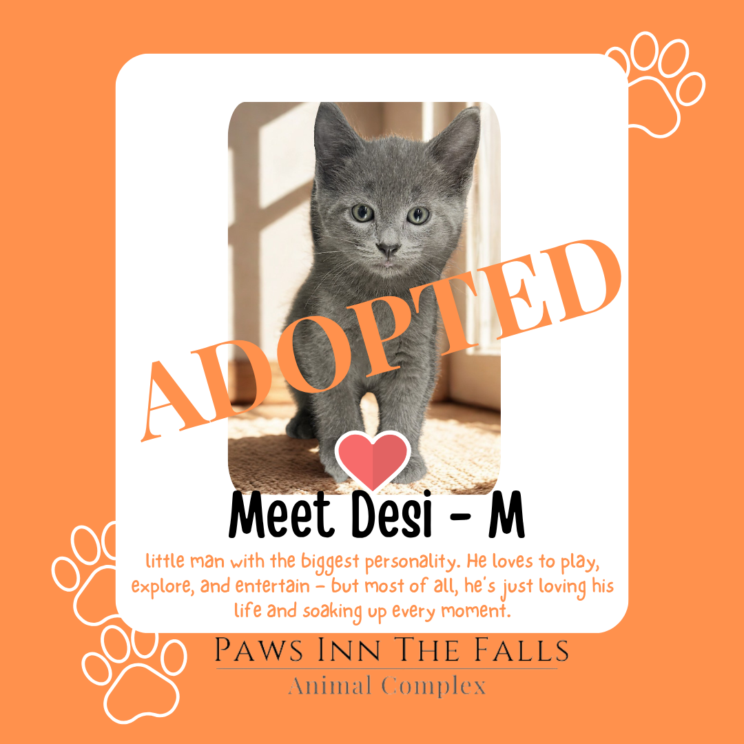desi adopted.png