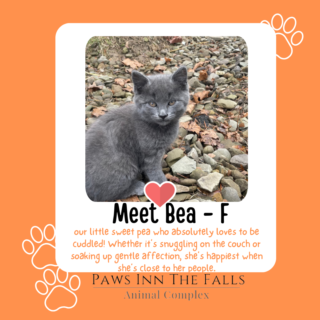 Bea web.png
