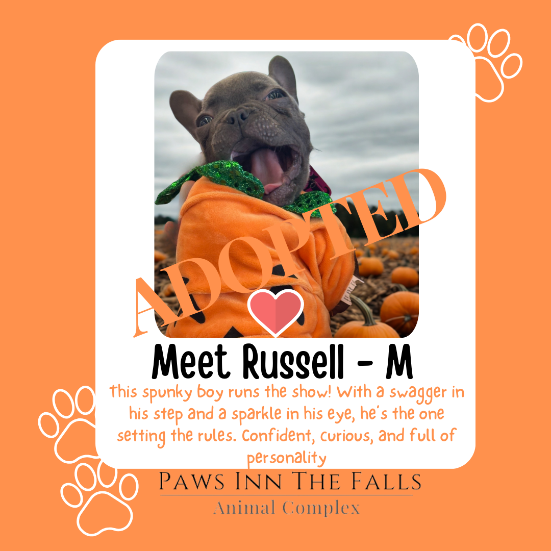 Russell adopted.png