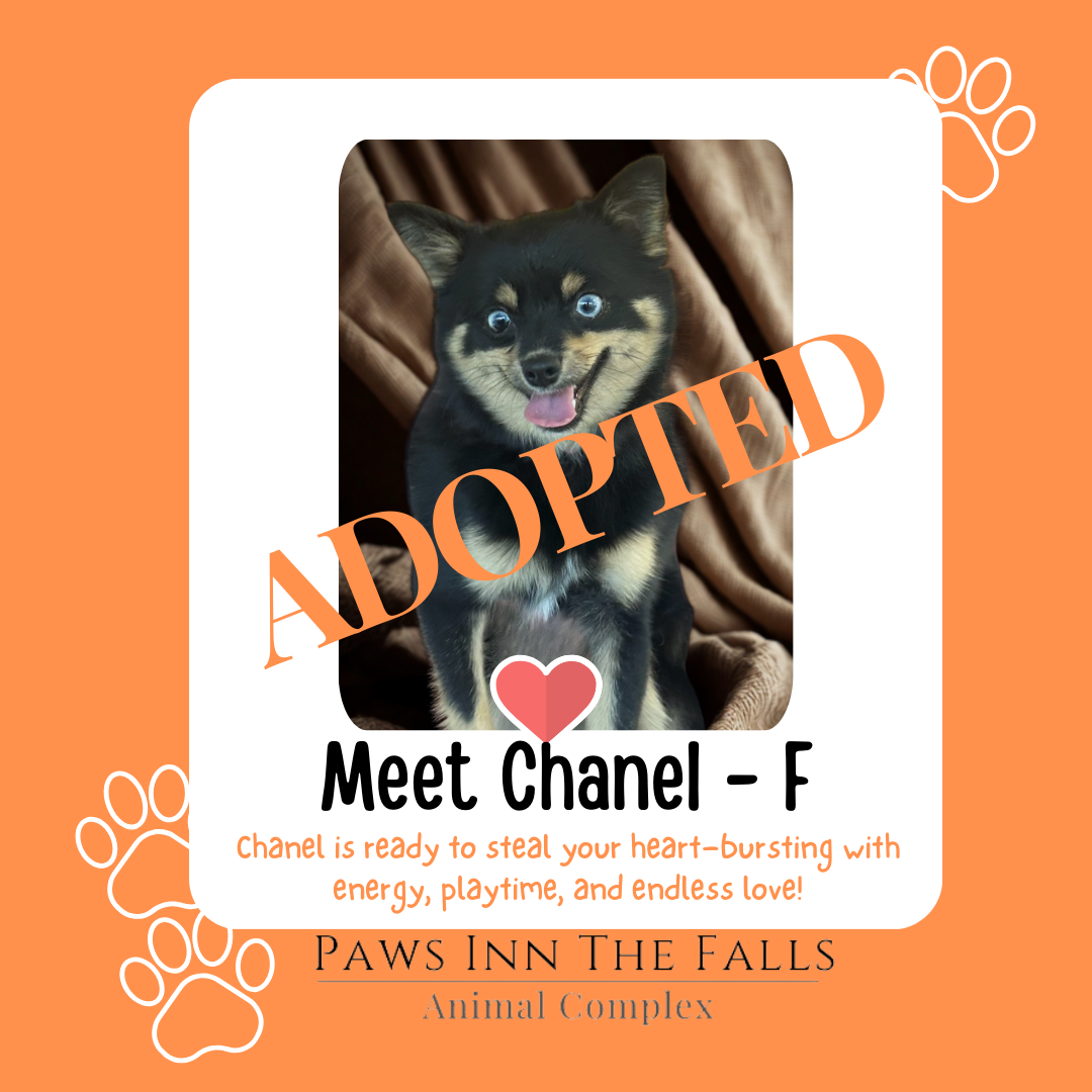 Chanel Adopted.png