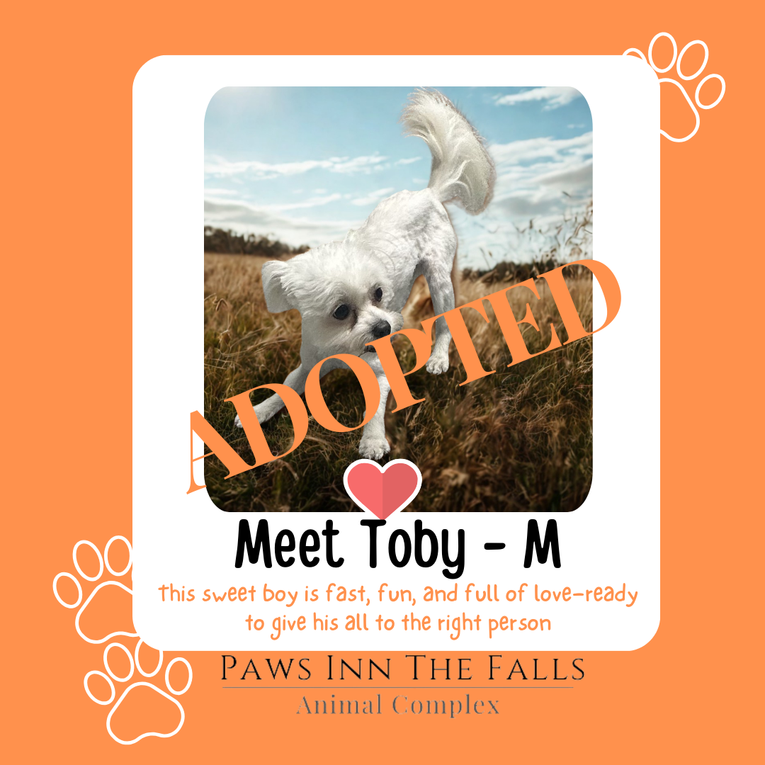 Toby adopted.png