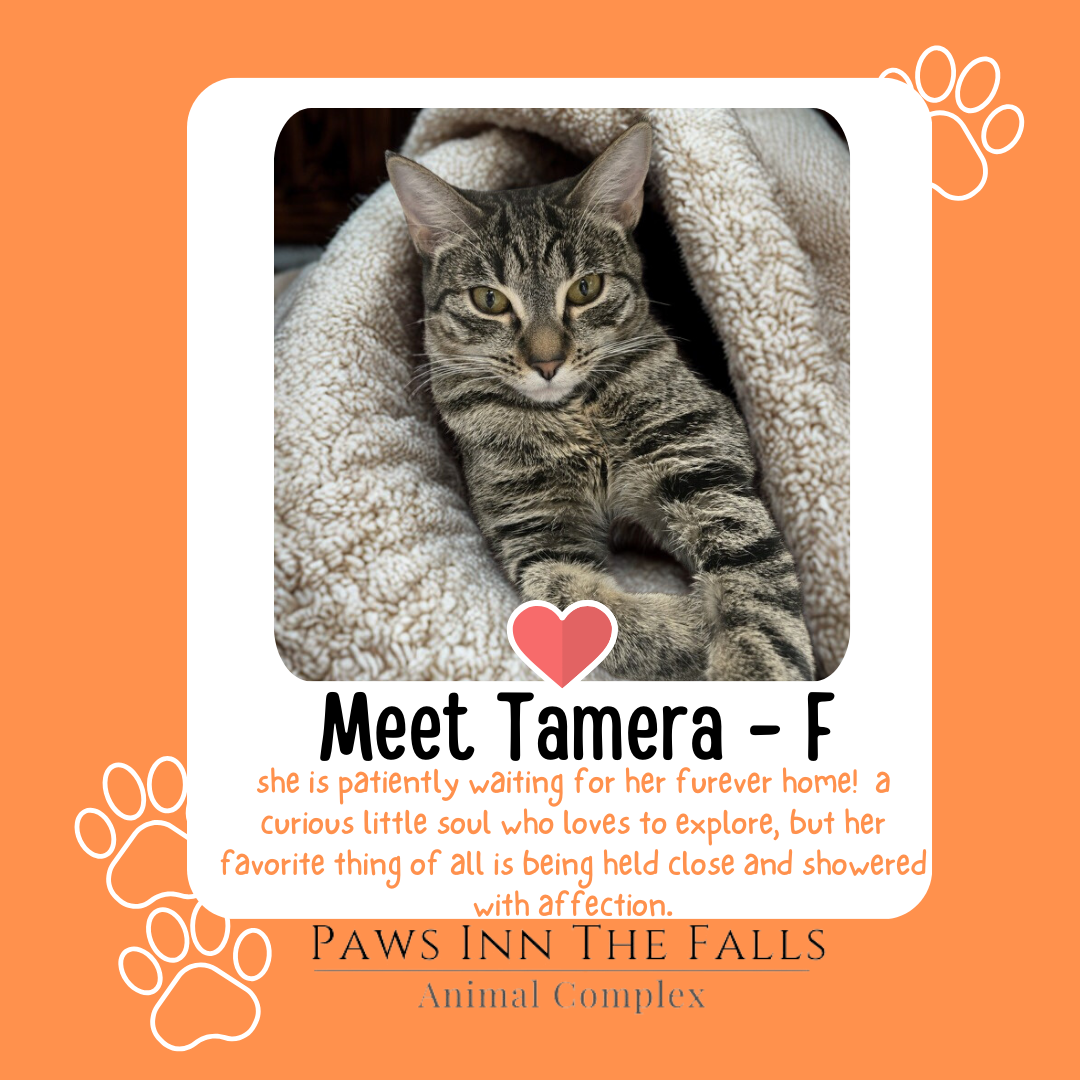 Tamera new web.png